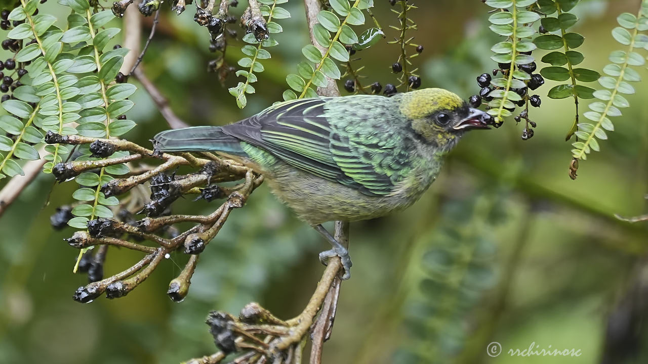 Saffron-crowned tanager