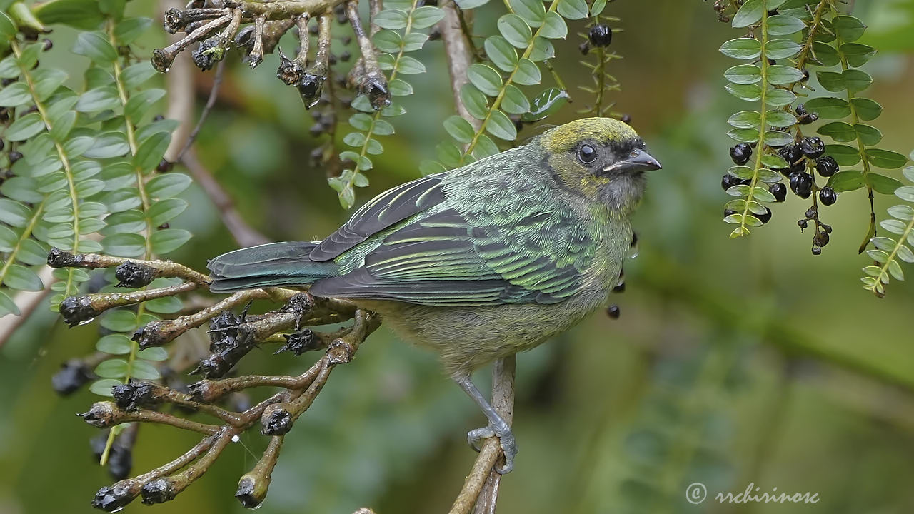 Saffron-crowned tanager