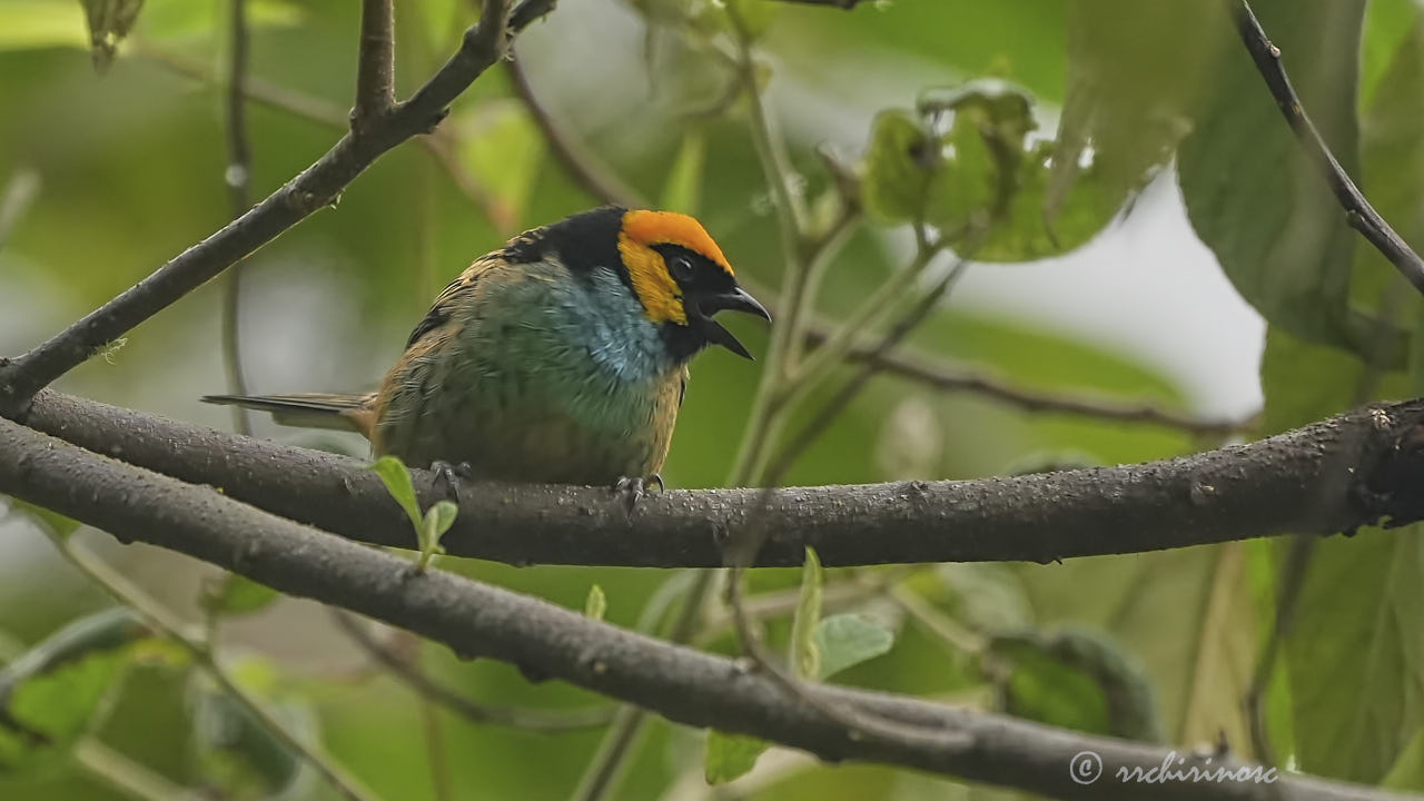 Saffron-crowned tanager