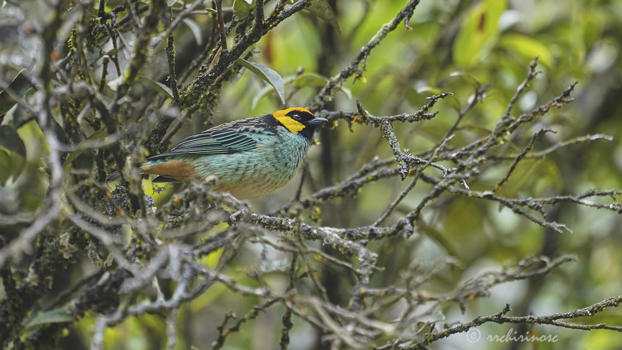 Saffron-crowned tanager