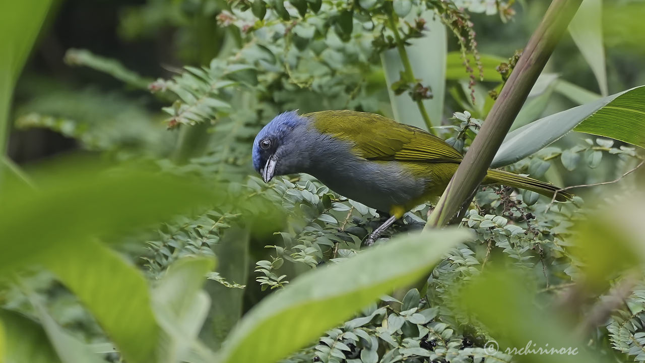 Blue-capped tanager