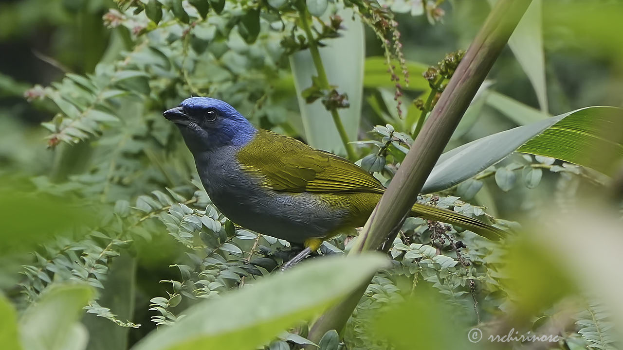 Blue-capped tanager