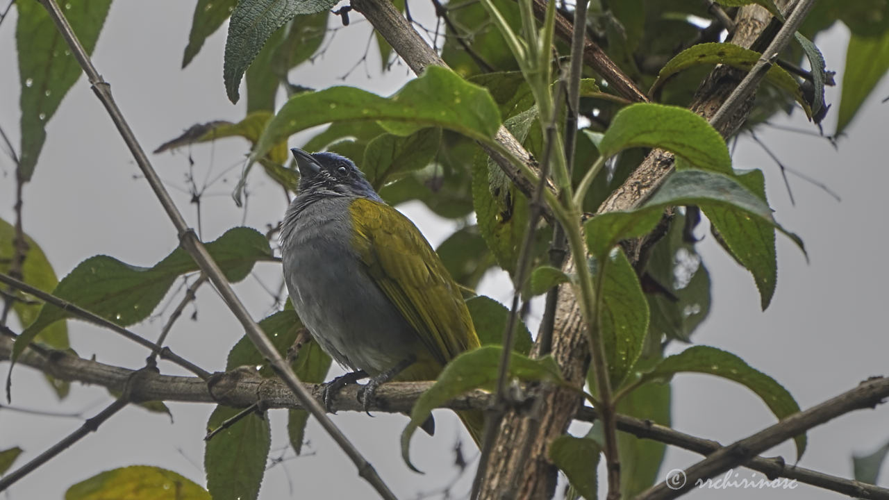 Blue-capped tanager