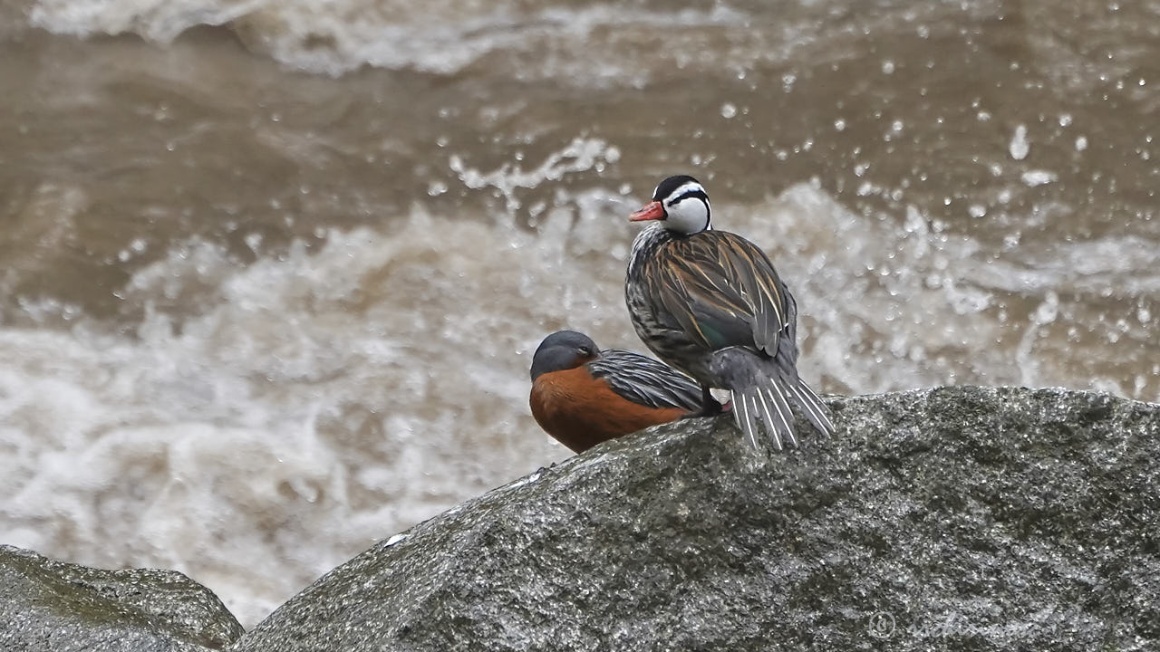 Torrent duck