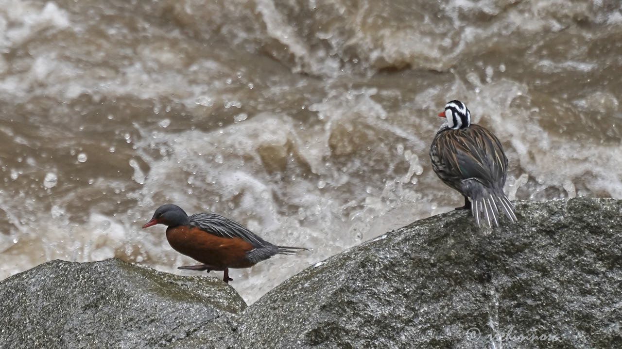 Torrent duck