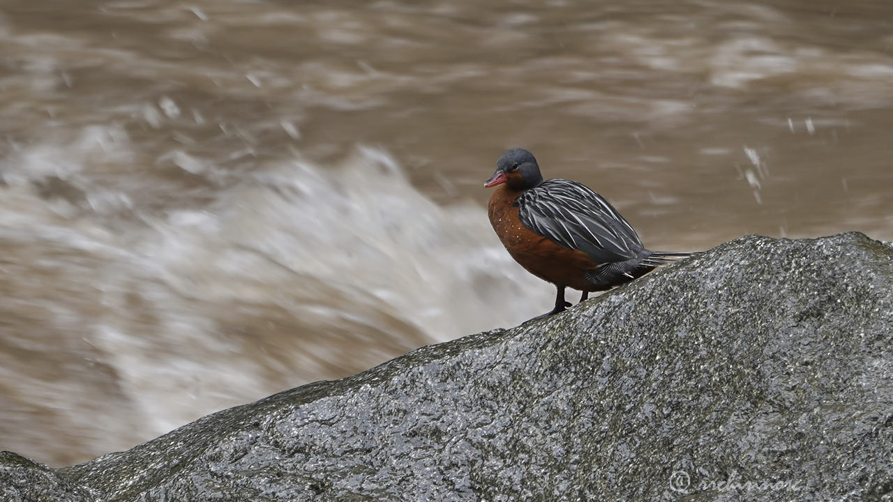 Torrent duck