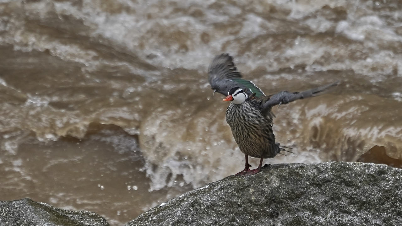 Torrent duck