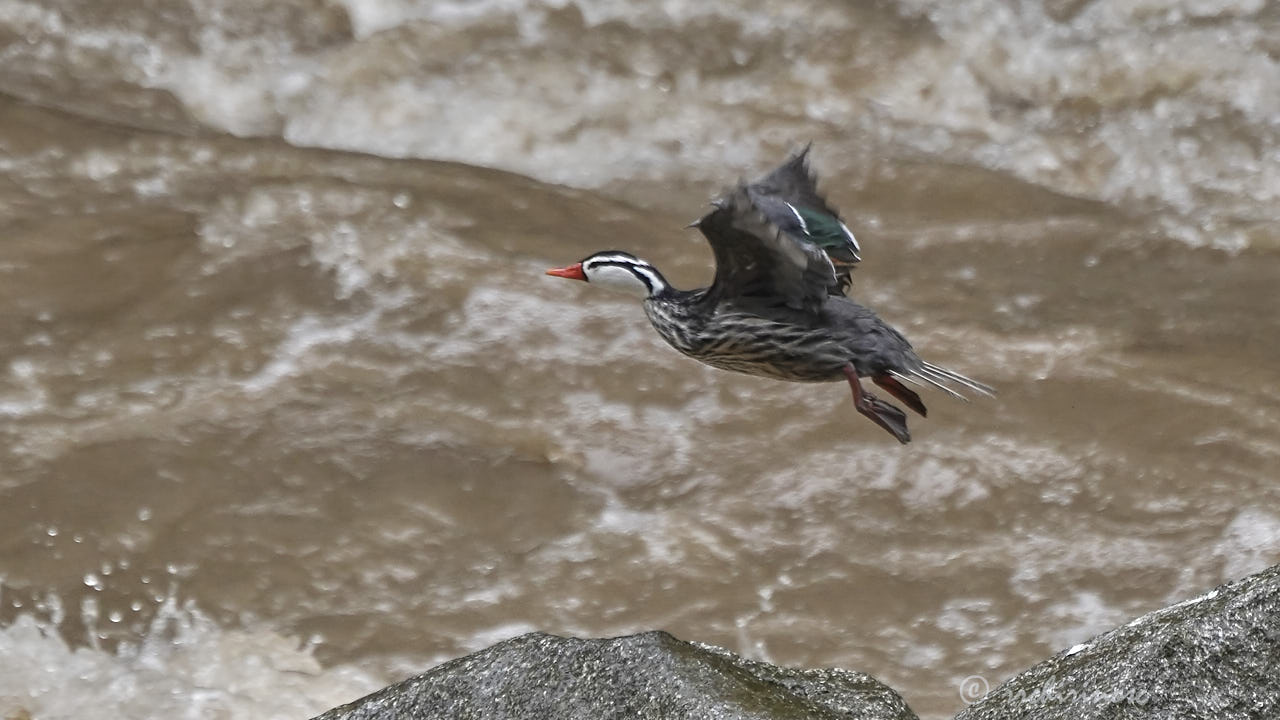 Torrent duck