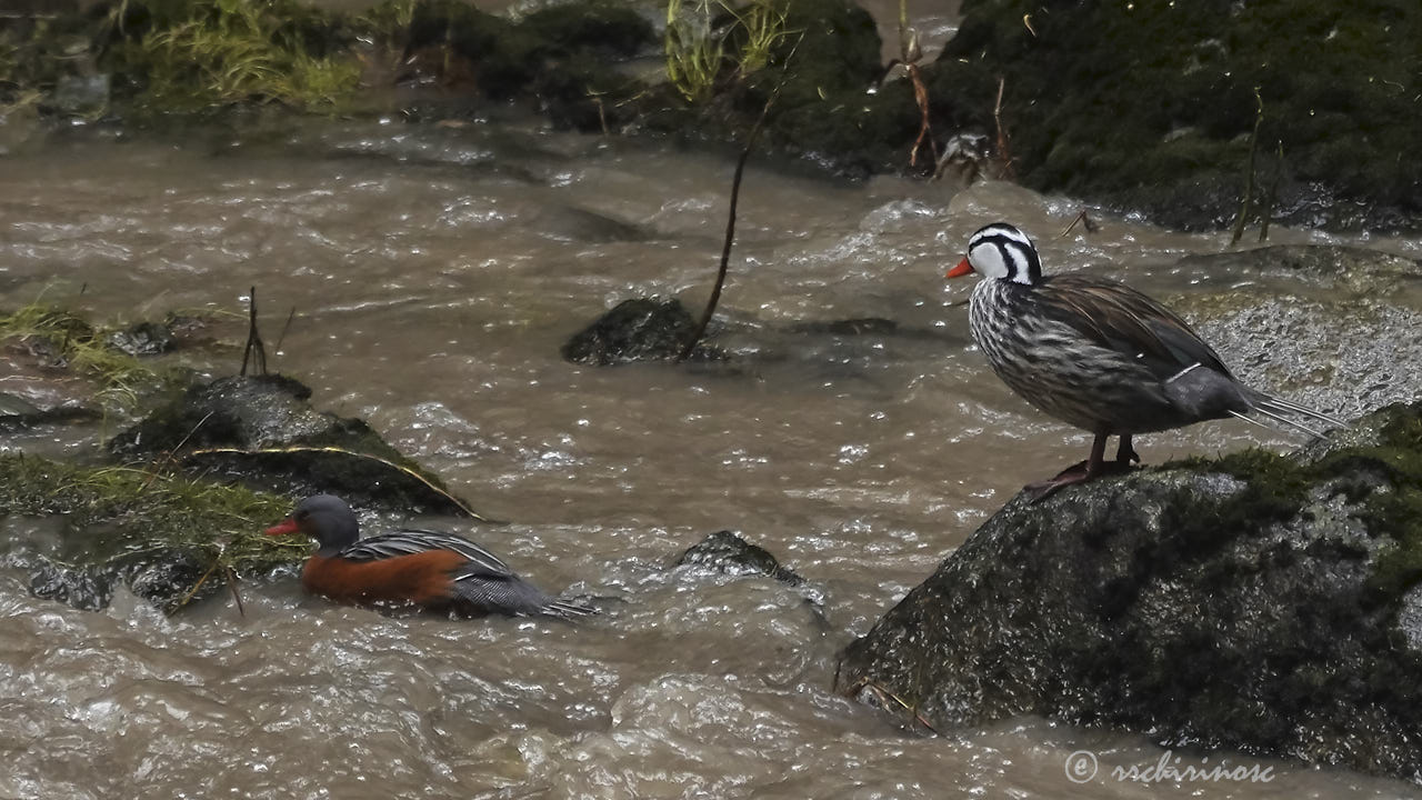 Torrent duck