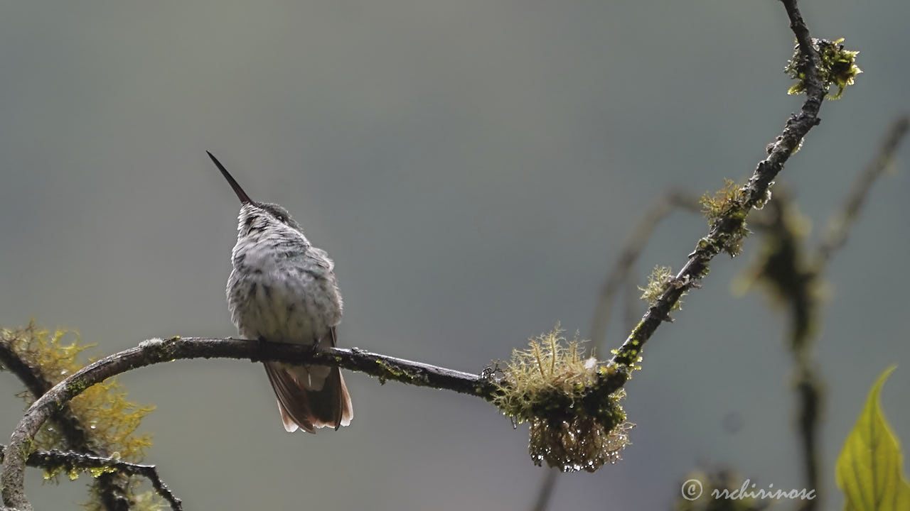 Green-and-white hummingbird