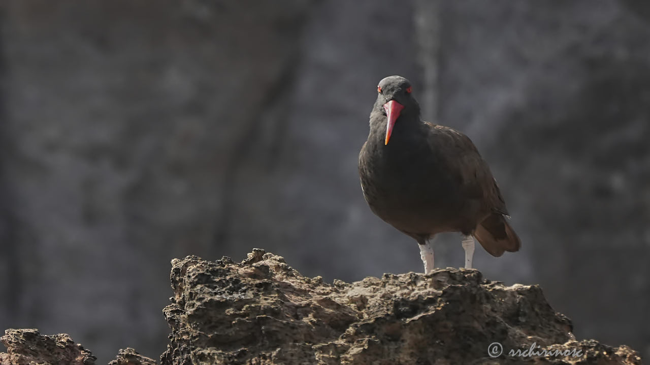 Blackish oystercatcher