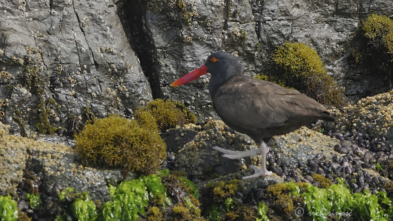 Blackish oystercatcher