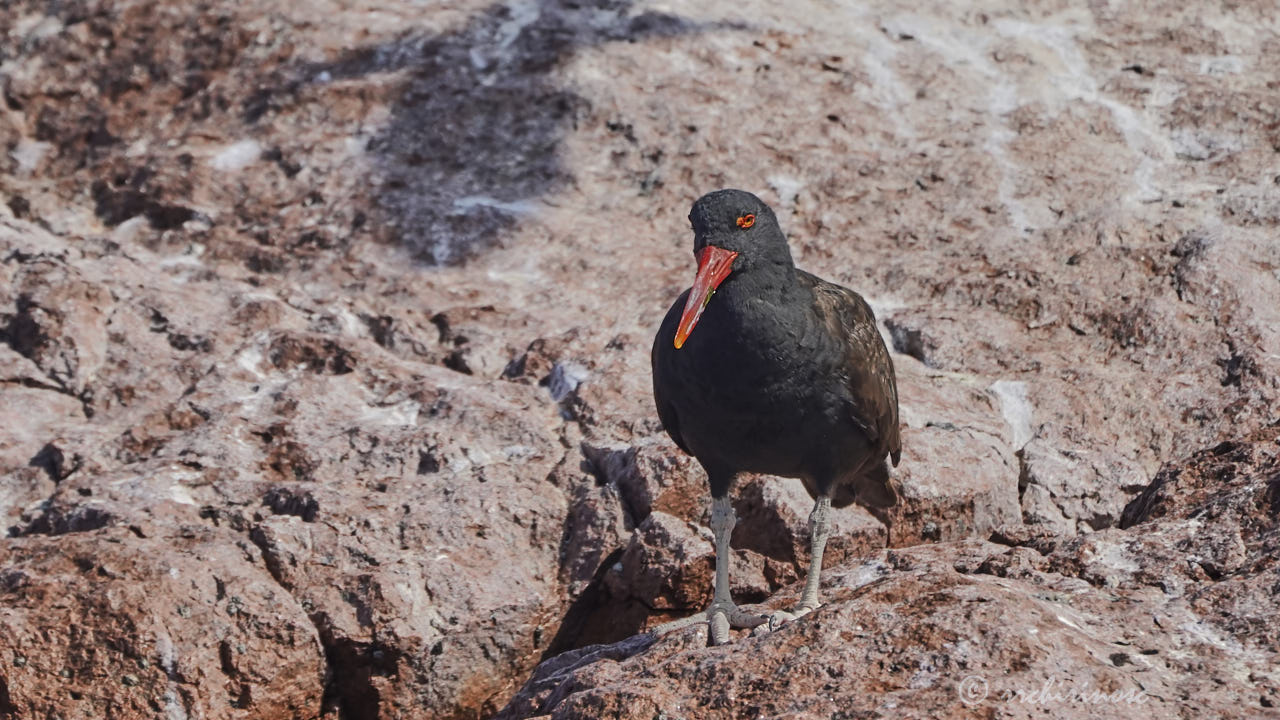 Blackish oystercatcher