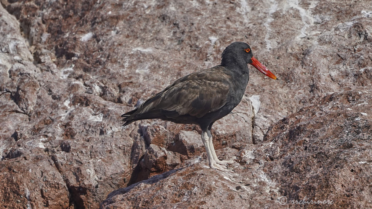 Blackish oystercatcher