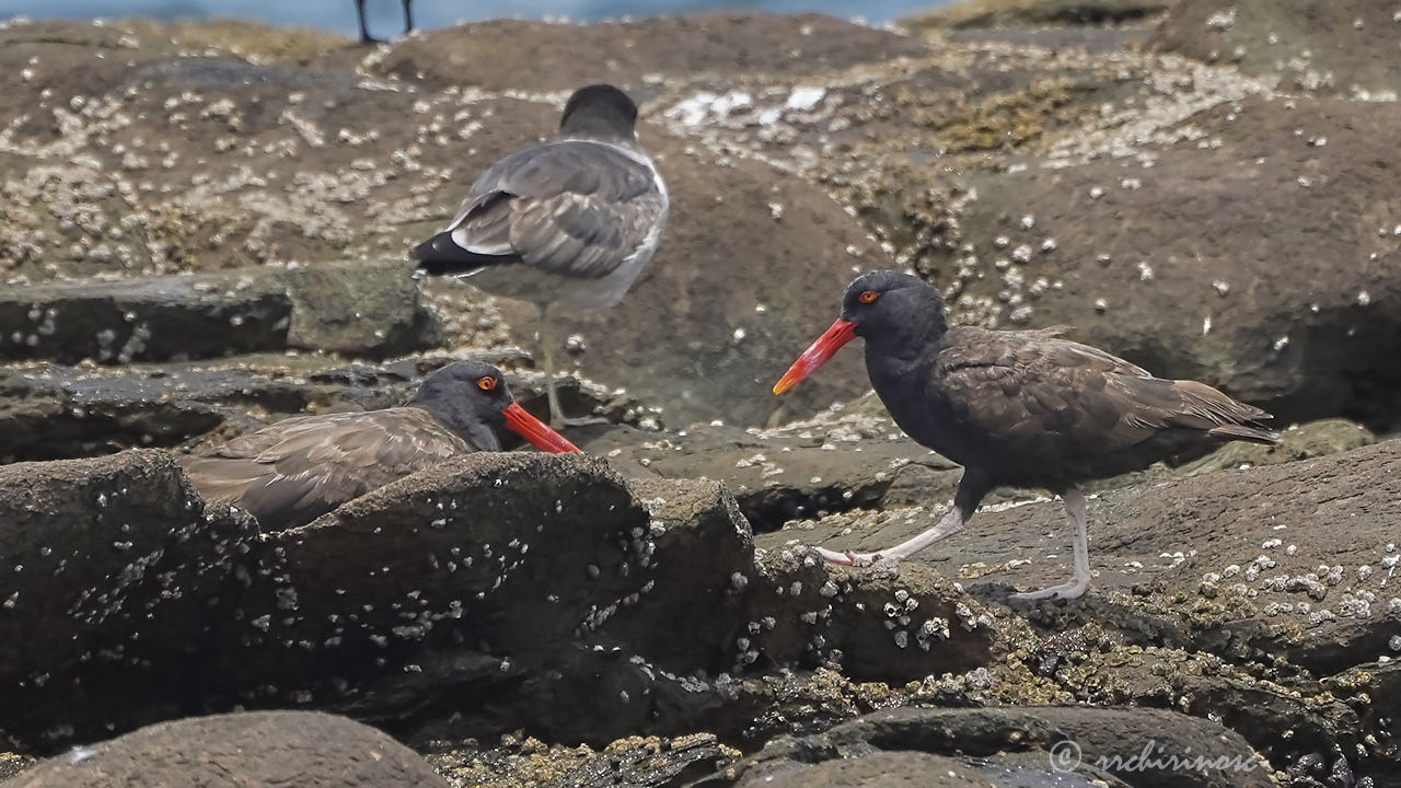 Blackish oystercatcher