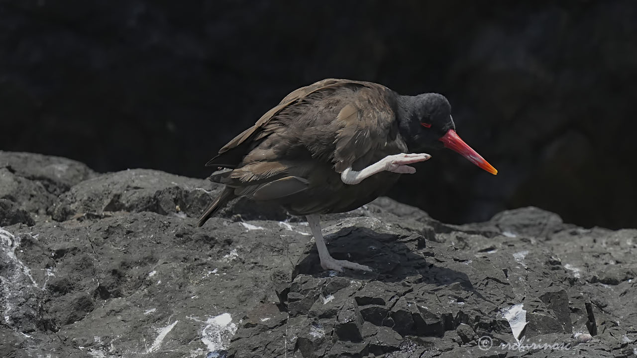 Blackish oystercatcher