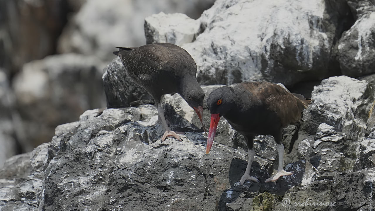 Blackish oystercatcher