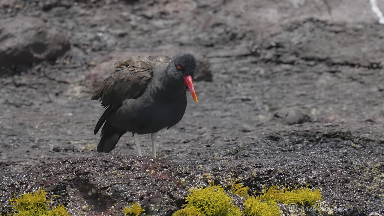 Blackish oystercatcher