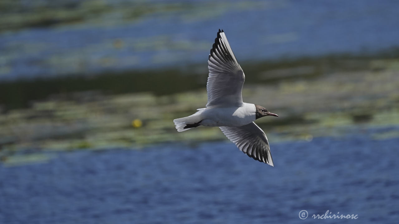 Black-headed gull