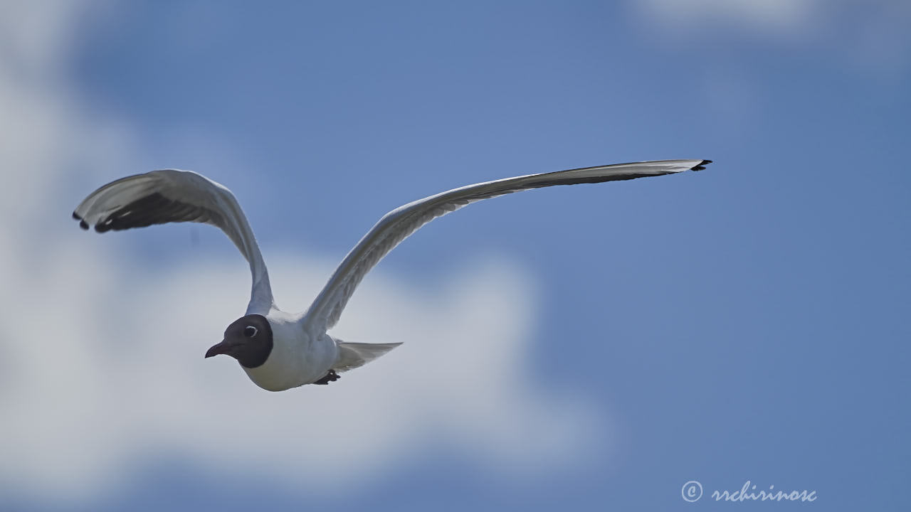 Black-headed gull