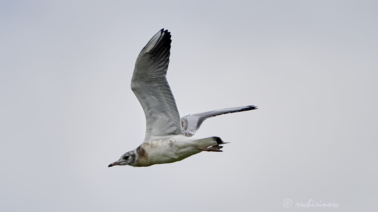 Black-headed gull