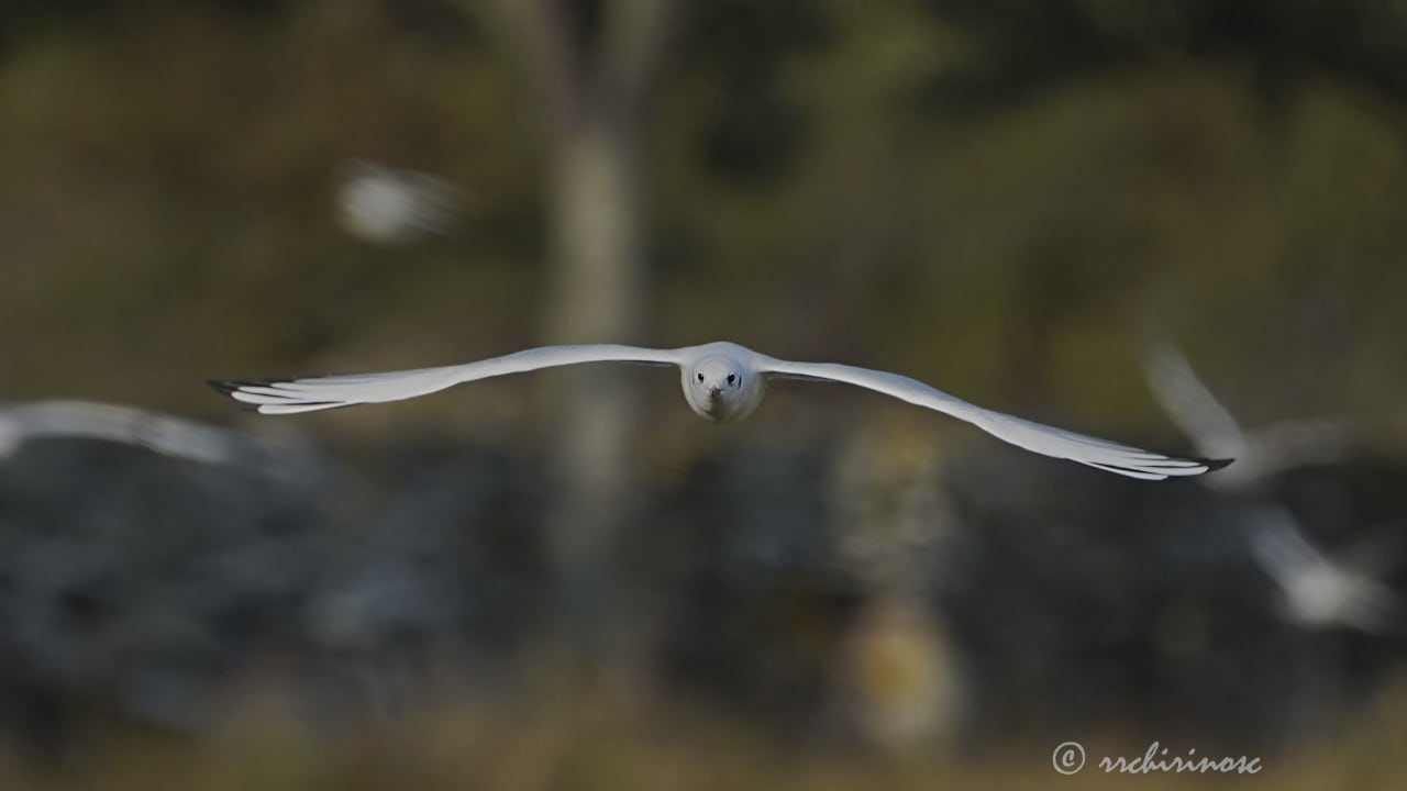 Black-headed gull