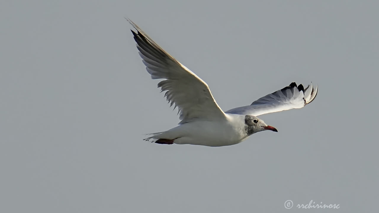 Black-headed gull