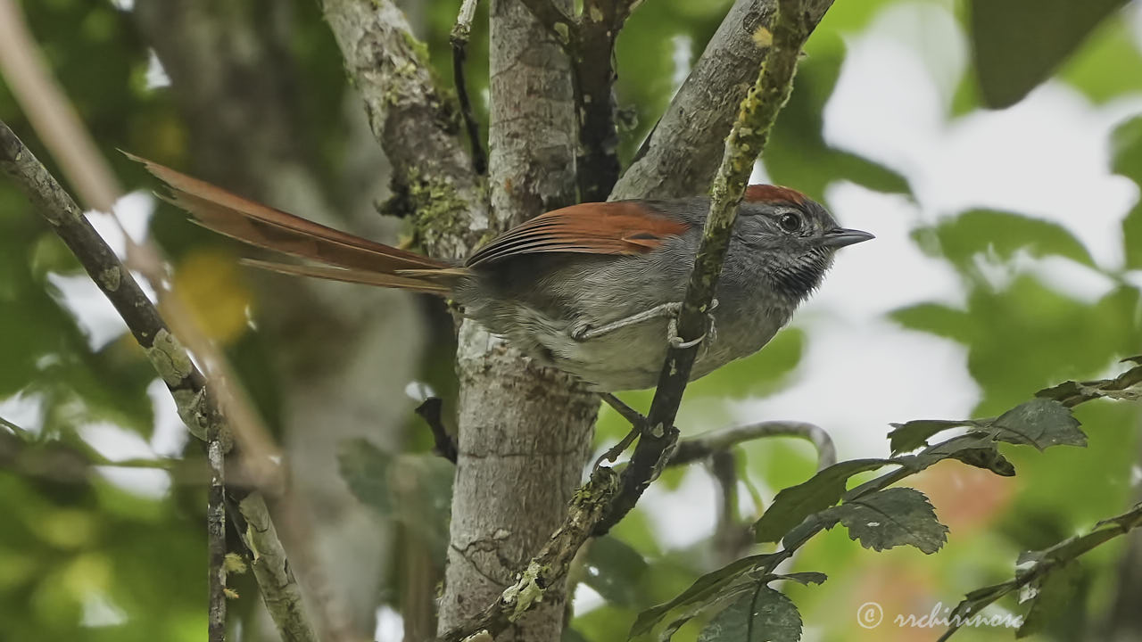 Azara's spinetail