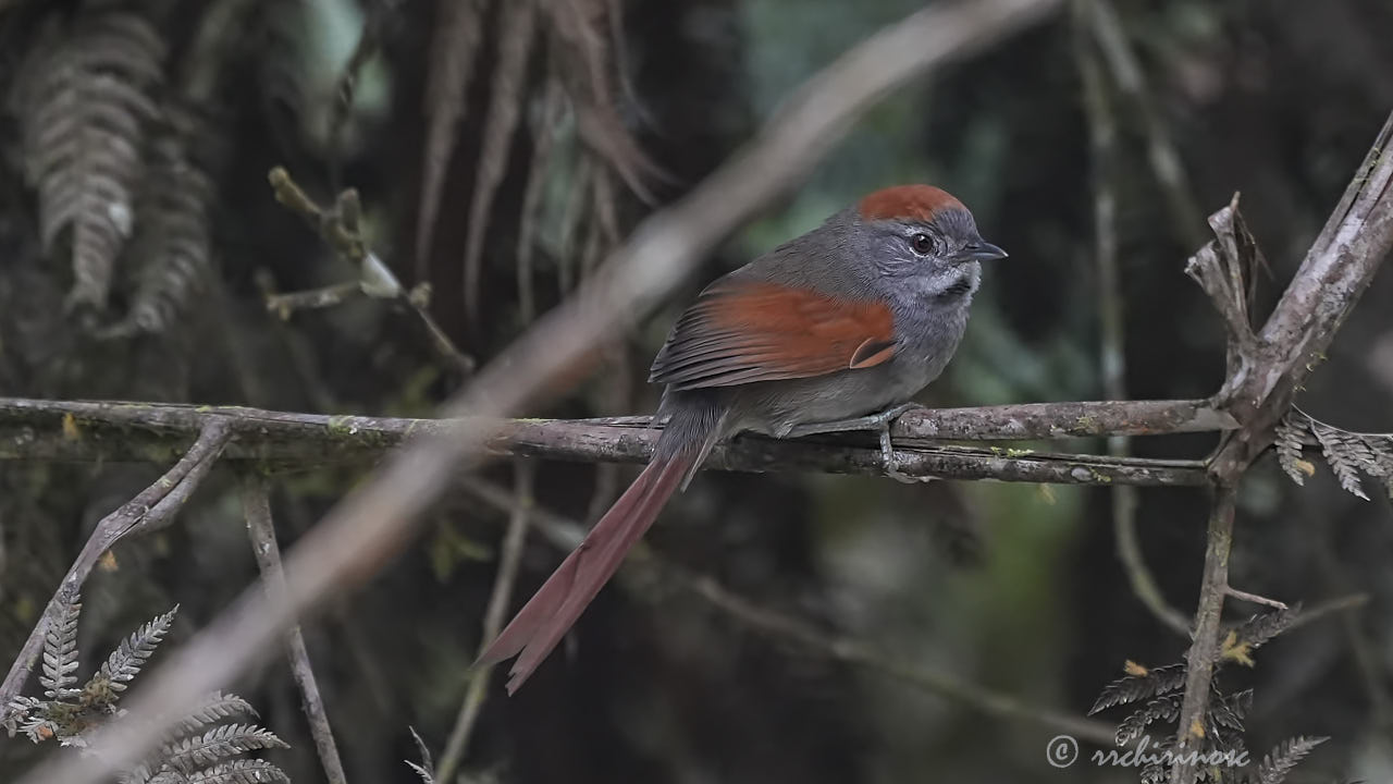 Azara's spinetail