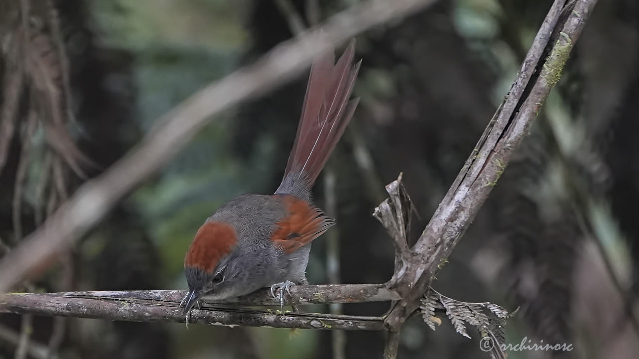 Azara's spinetail