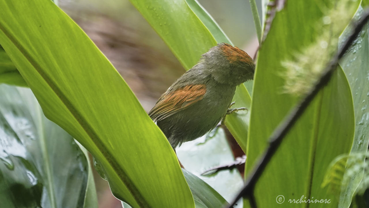 Azara's spinetail