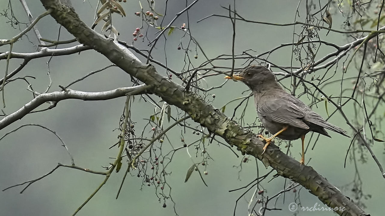 Chiguanco thrush