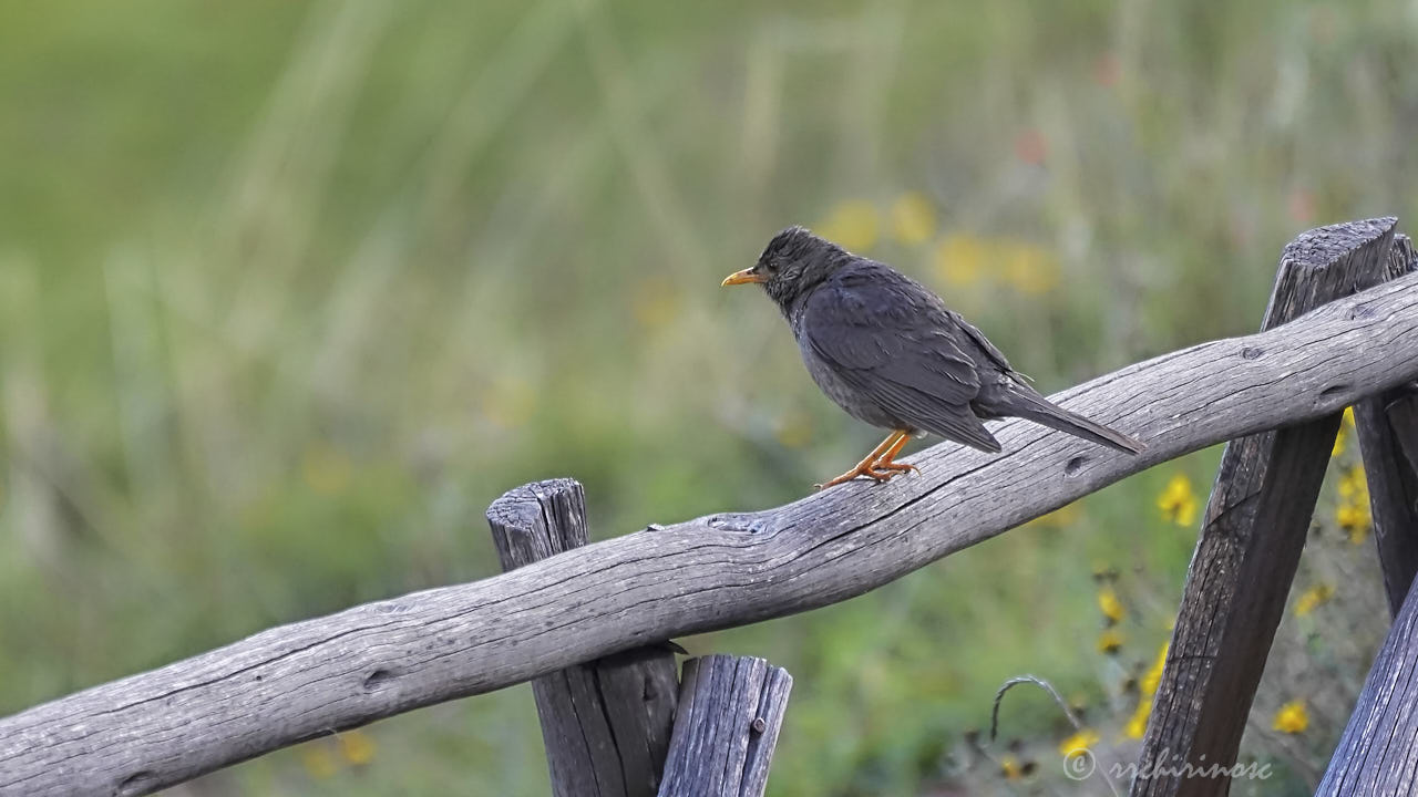 Chiguanco thrush