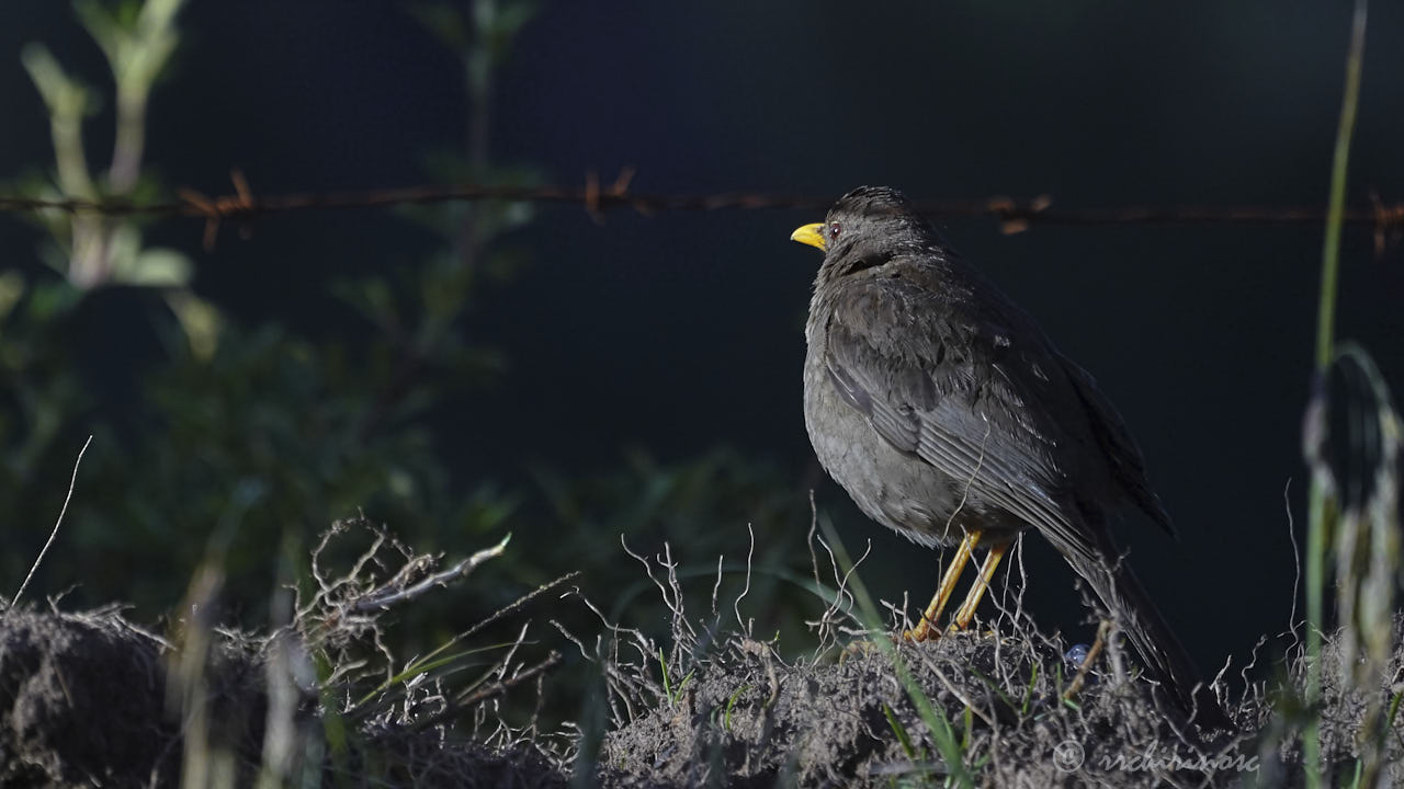 Chiguanco thrush