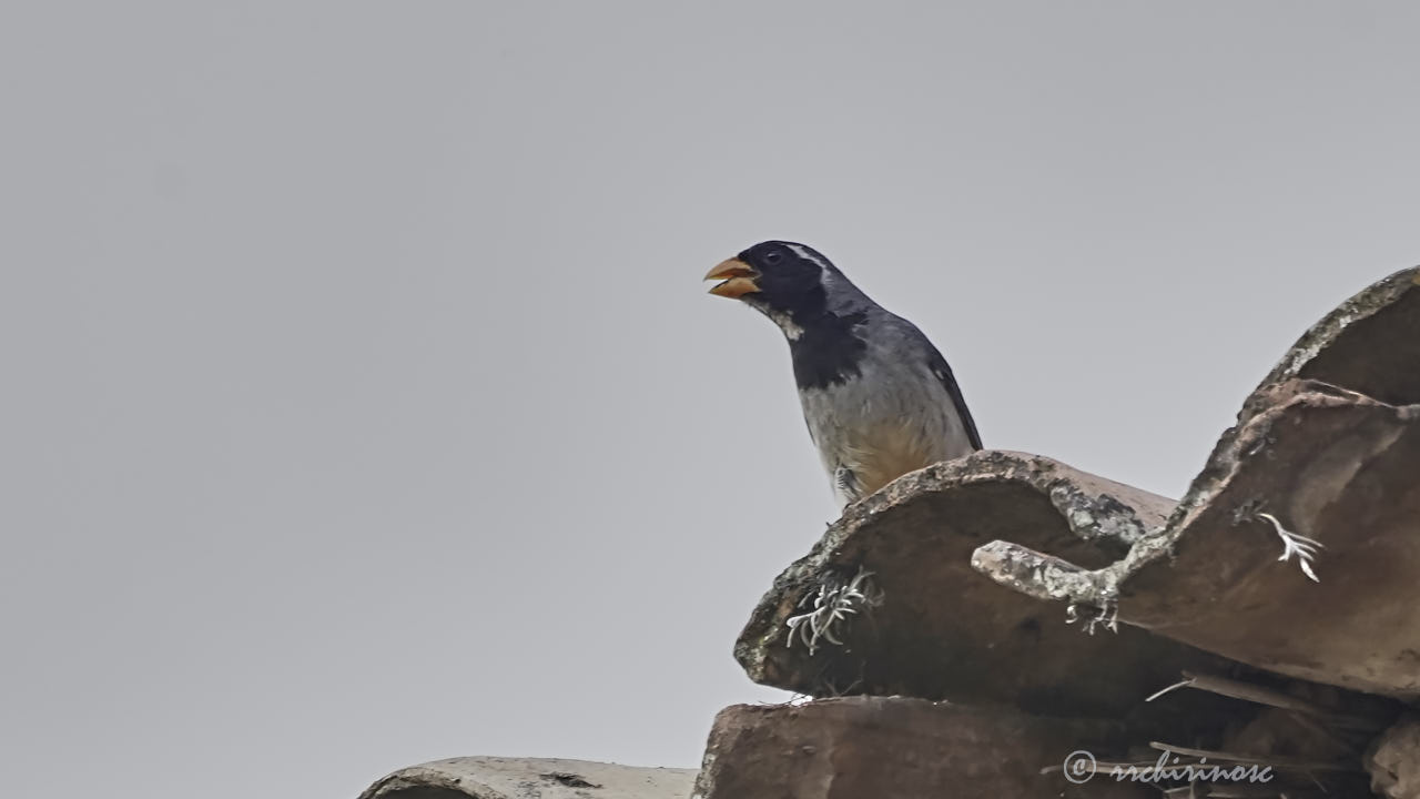 Golden-billed saltator