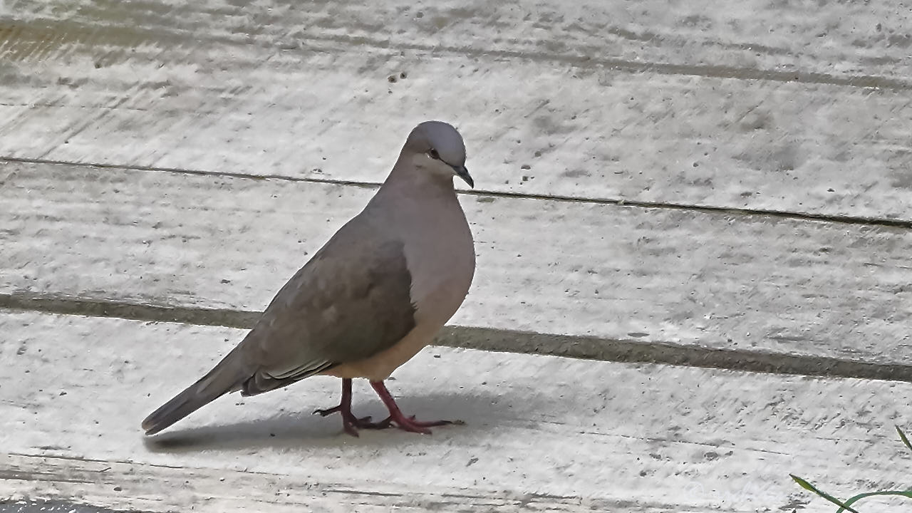 White-tipped dove