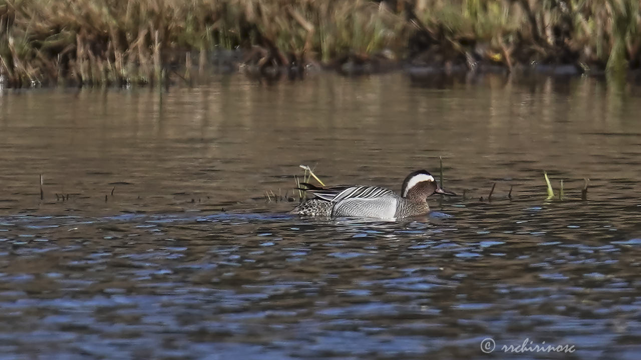 Garganey