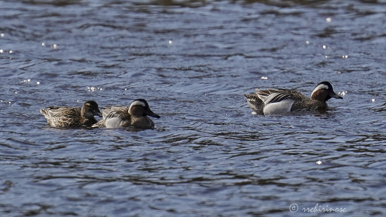 Garganey