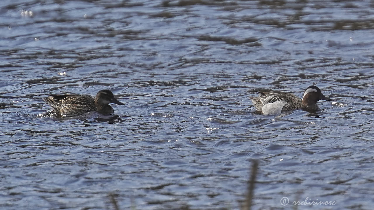 Garganey