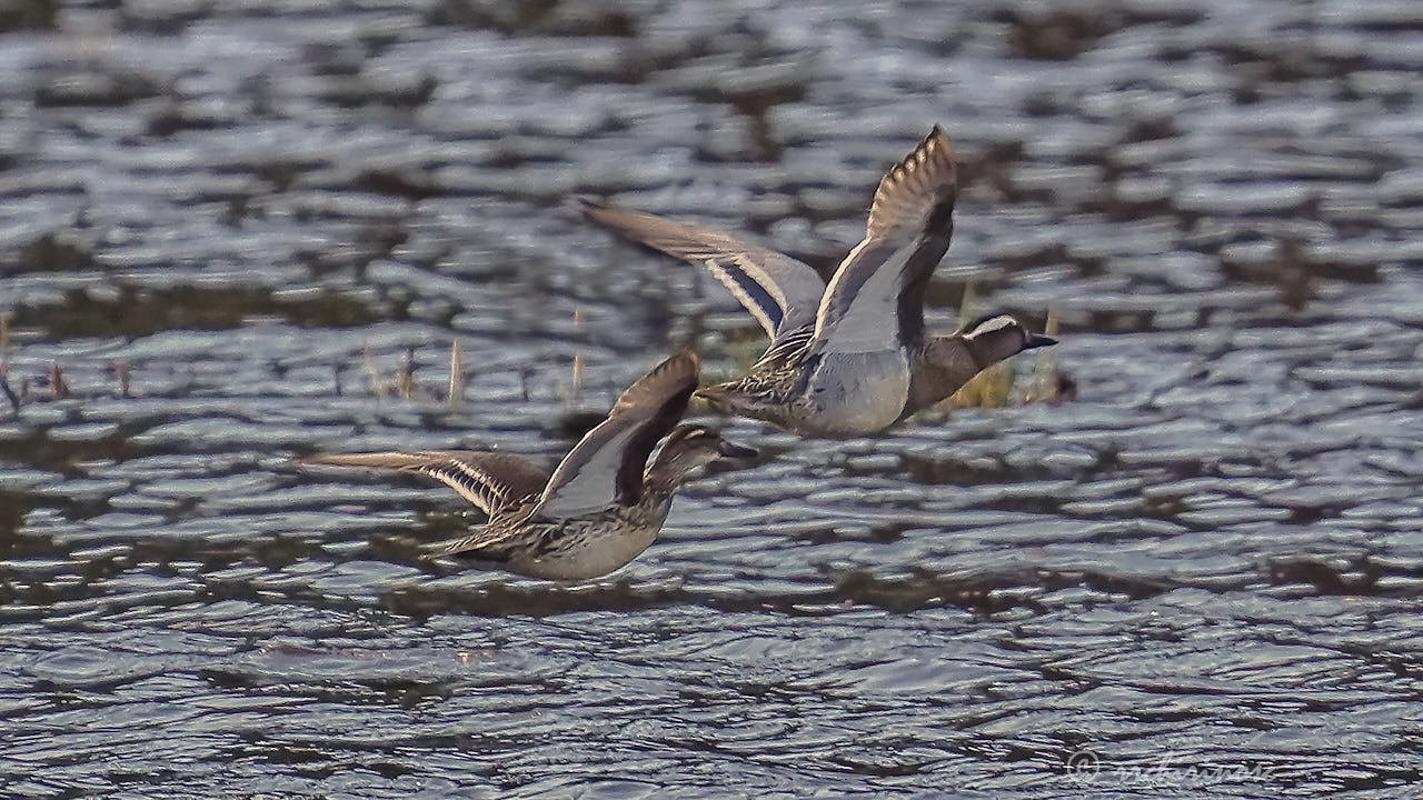 Garganey