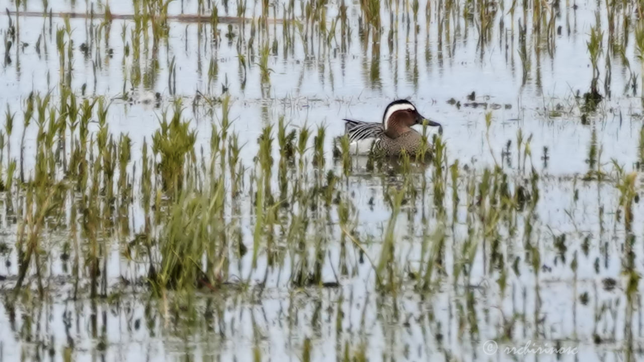 Garganey