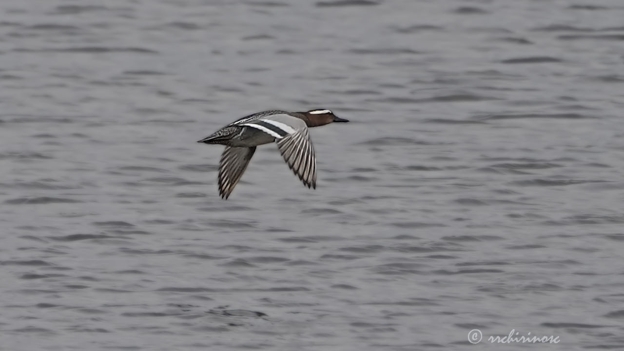 Garganey