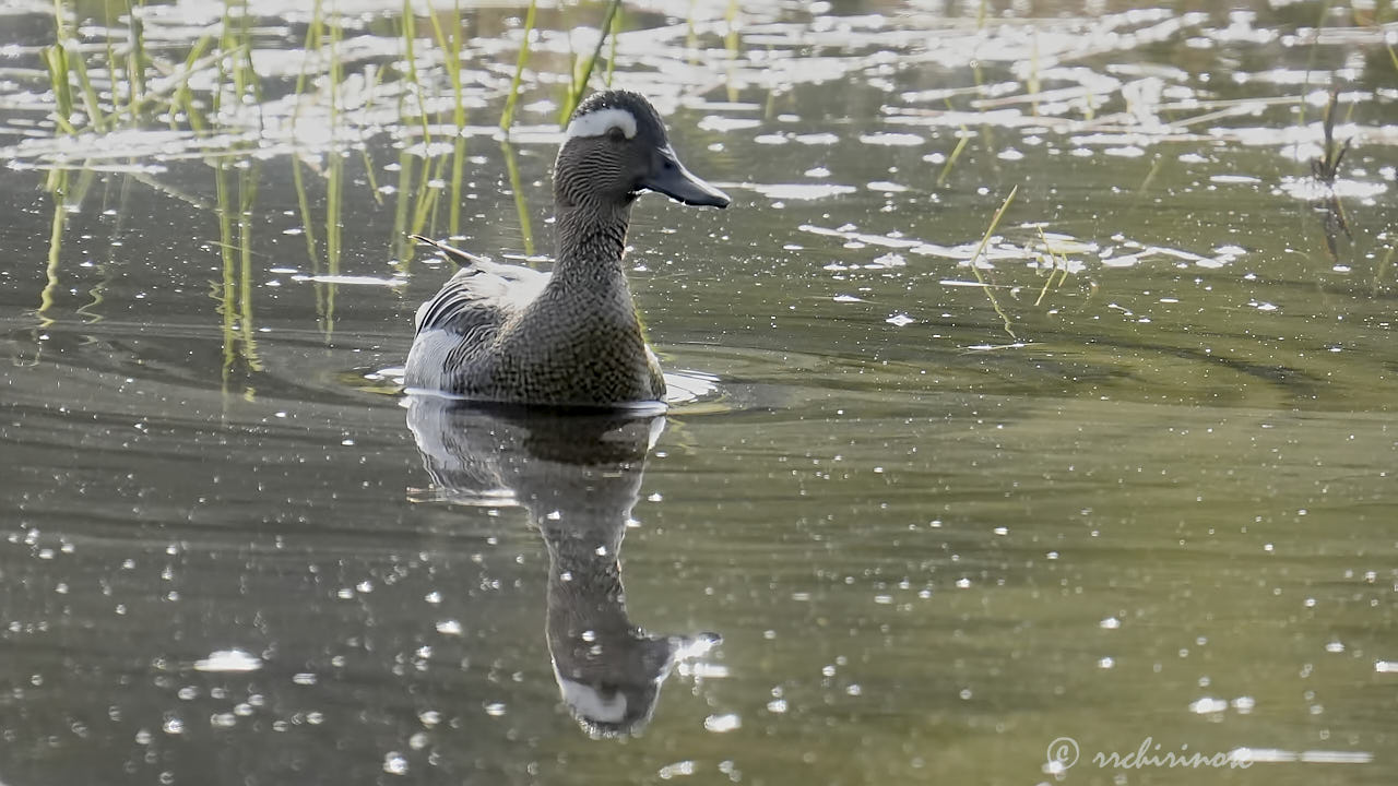 Garganey