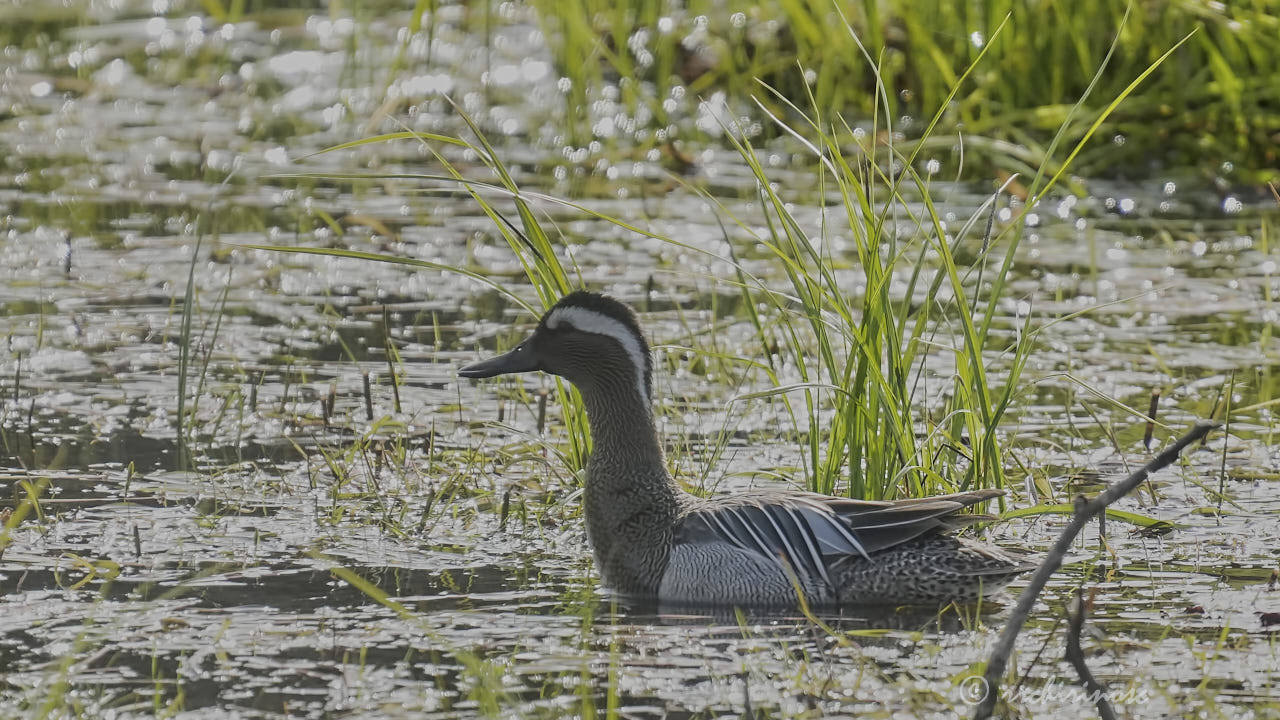 Garganey