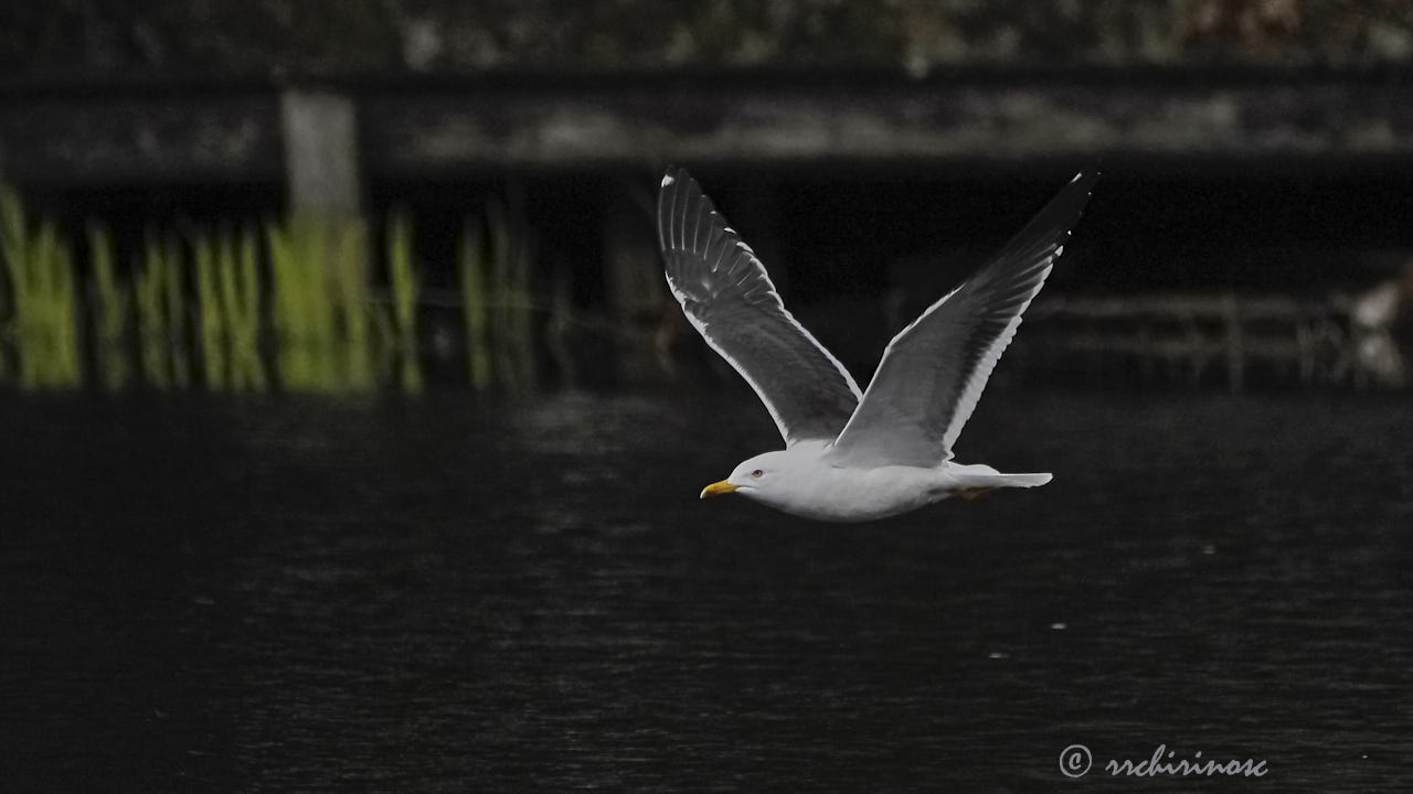 Lesser black-backed gull