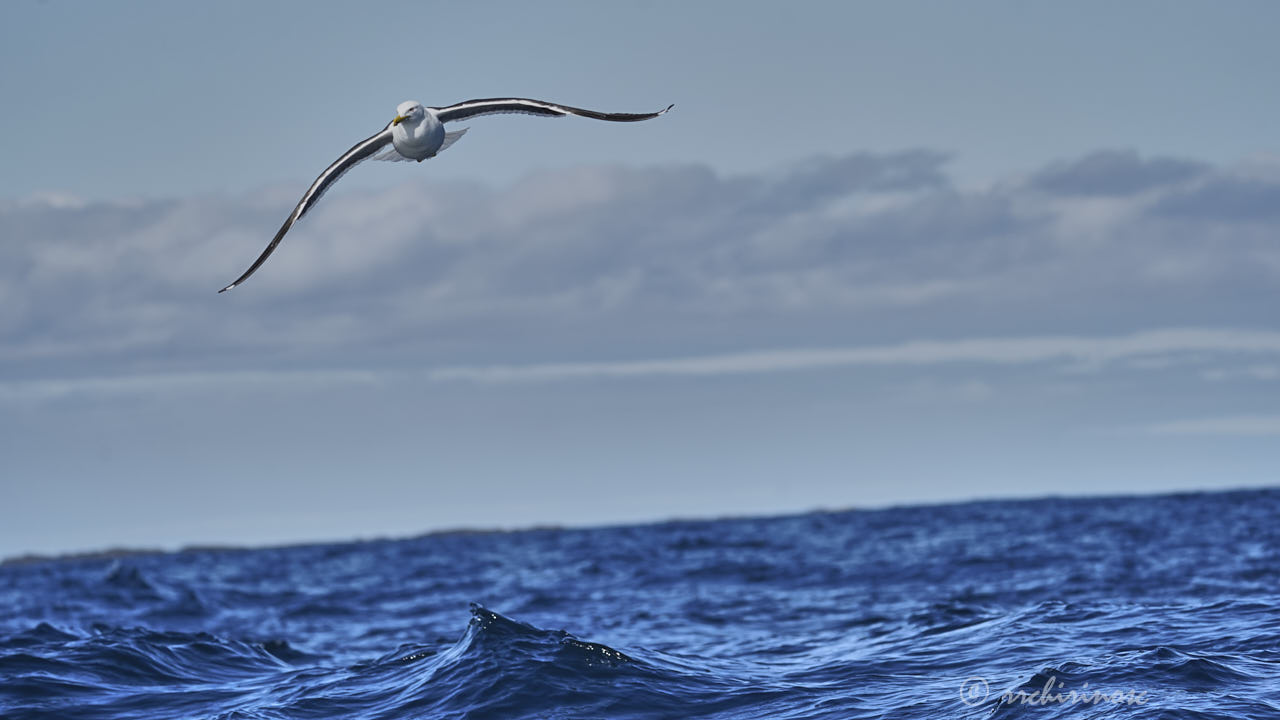 Lesser black-backed gull