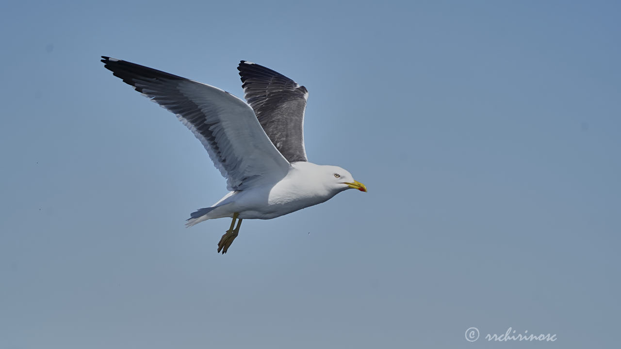 Lesser black-backed gull