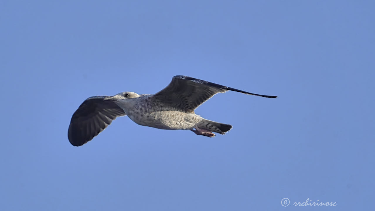 Lesser black-backed gull