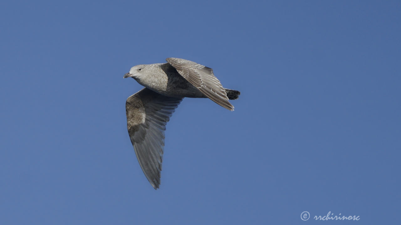 Glaucous gull