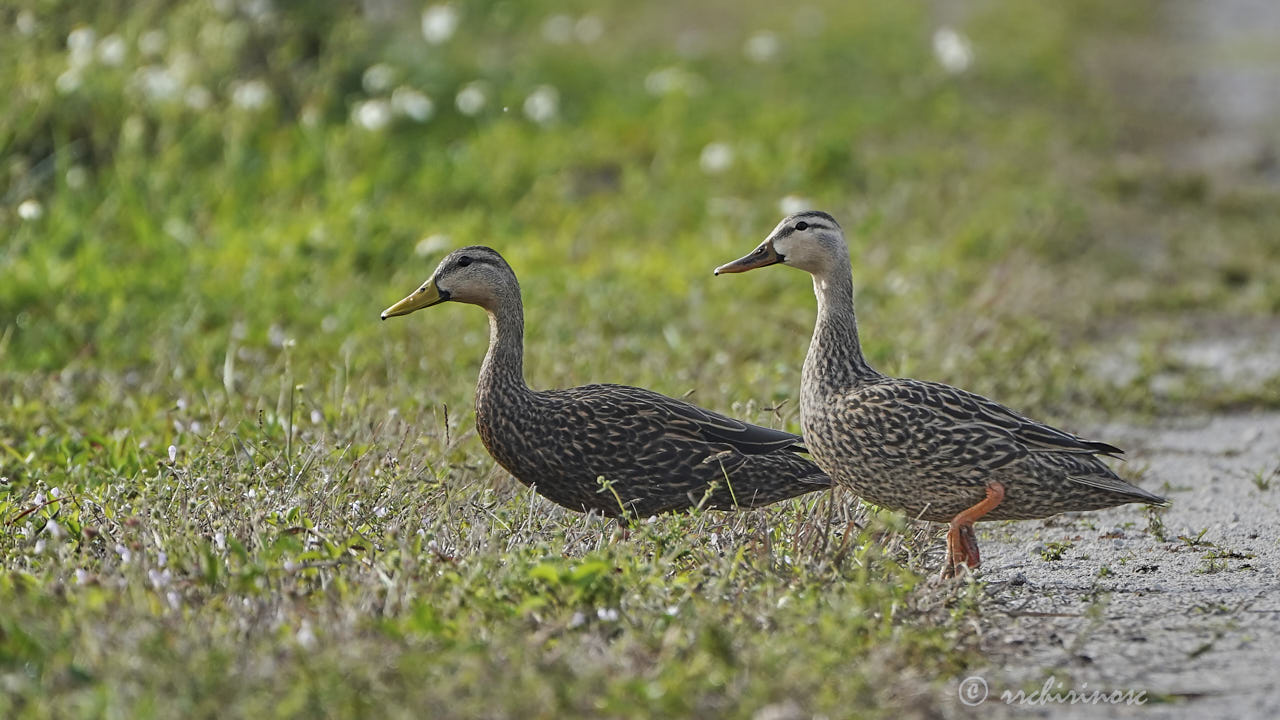 Mottled duck